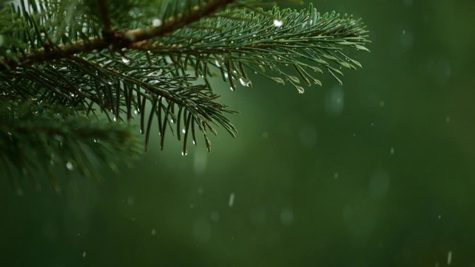 青松枝上的水滴。密林中的阵雨，降雨特写。针叶林的雨天。松叶上的慢动作雨滴。大雨落冷杉树枝。