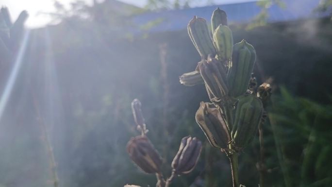 晨雾雾气流动南方乡村风景户外植物意境诗意