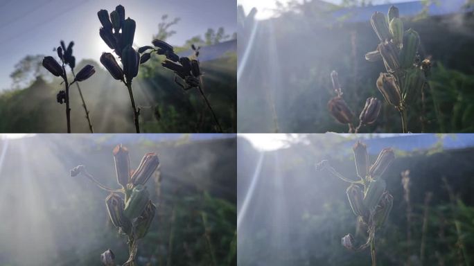 晨雾雾气流动南方乡村风景户外植物意境诗意