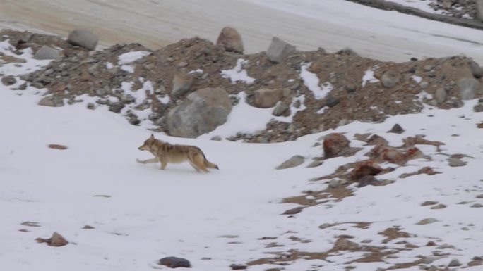 喜马拉雅灰狼在雪山中奔跑寻找食物