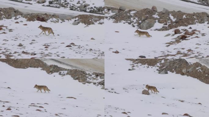 喜马拉雅灰狼在雪山中奔跑寻找食物