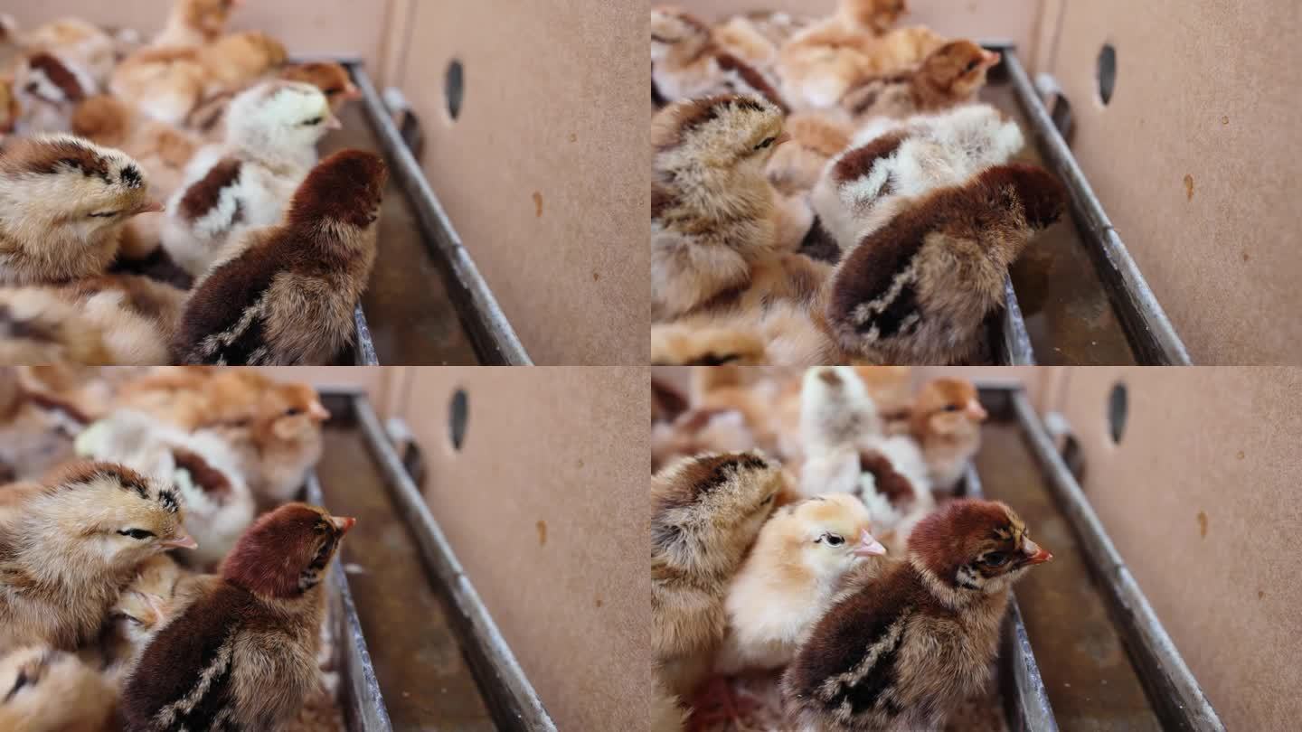一群观赏小鸡，在家禽饲养场喝水