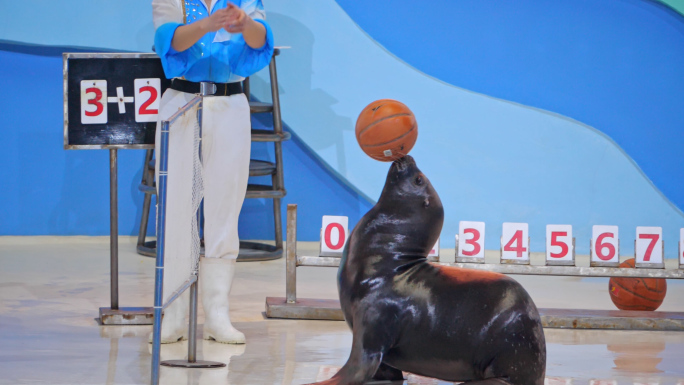 海豹 海豹表演 海洋动物 海洋馆 水族馆