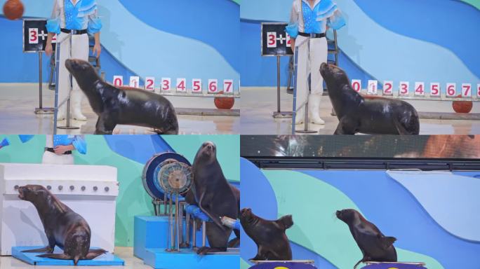 海豹 海豹表演 海洋动物 海洋馆 水族馆