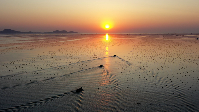 海上牧场海带收割