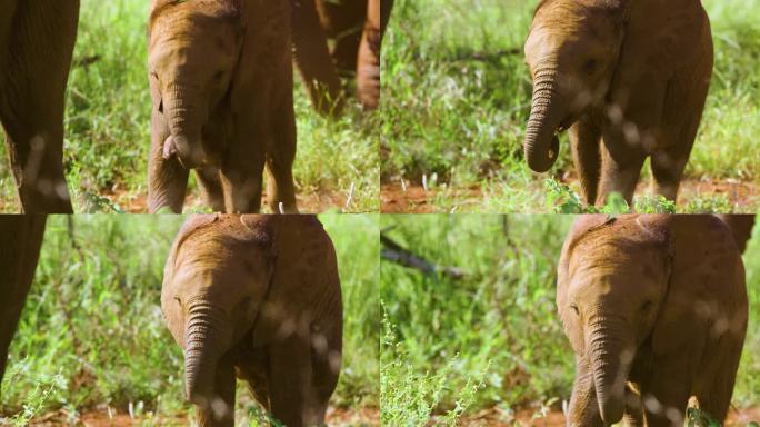 南非小象(Loxodonta africana)跟随母亲的史诗般的镜头