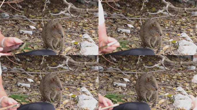 短尾矮袋鼠的特写，一种小型有袋类大足类动物，位于澳大利亚西部罗特尼斯岛的自然栖息地