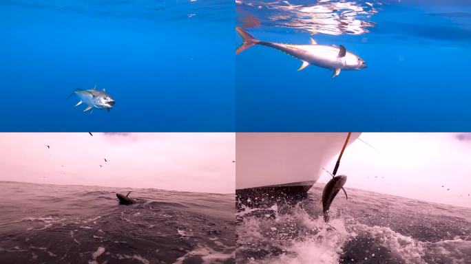 水下黄鳍金枪鱼的慢动作近距离拍摄
