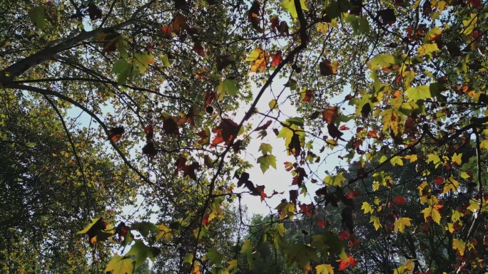 秋冬立冬至自然写意境实拍航拍空镜头视频