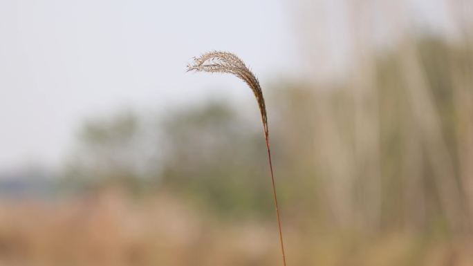 4K实拍风中芦苇