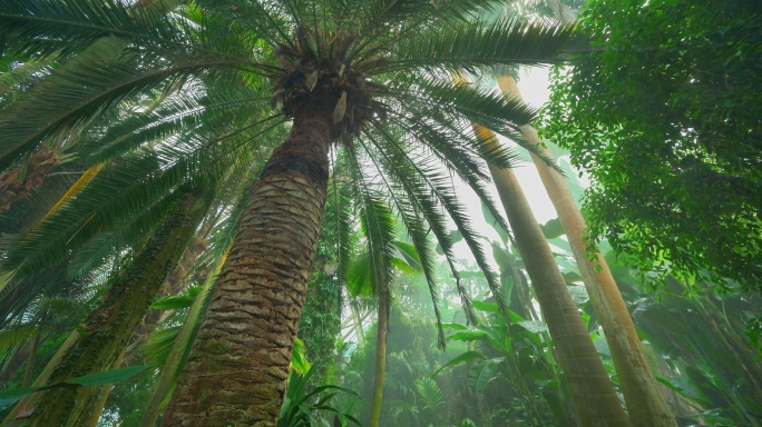 泰达热带植物园 空镜4K