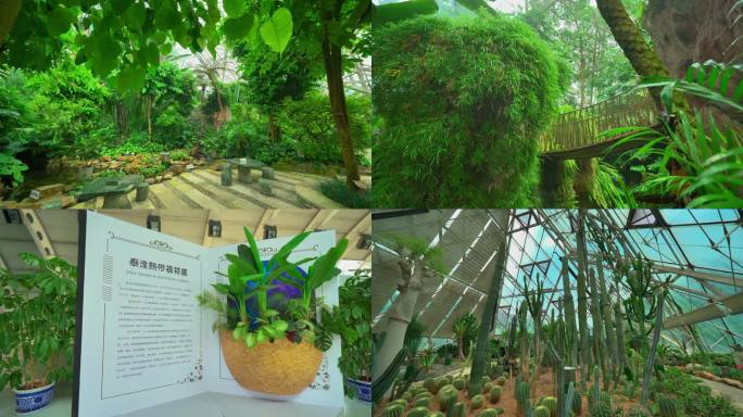 泰达热带植物园 空镜4K
