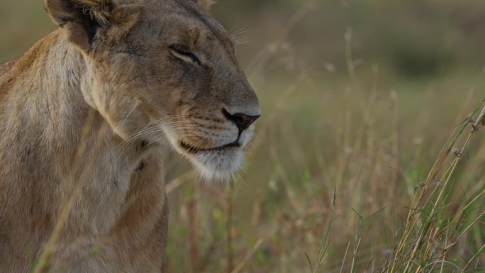 一只母狮坐在马赛马拉国家保护区的草原上