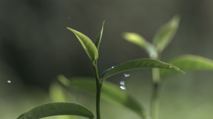 茶叶茶园普洱雨滴茶树叶滴水水滴叶子绿叶茶