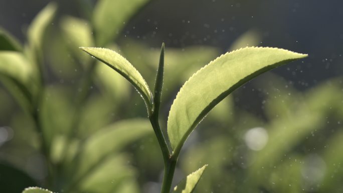 茶叶茶园普洱雨滴茶树叶滴水水滴叶子绿叶茶