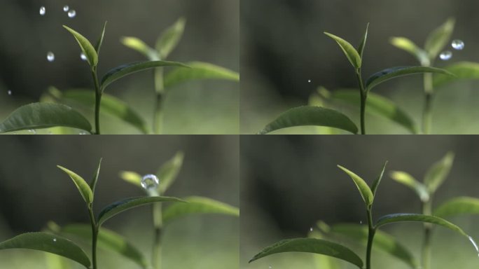 茶叶茶园普洱雨滴茶树叶滴水水滴叶子绿叶茶