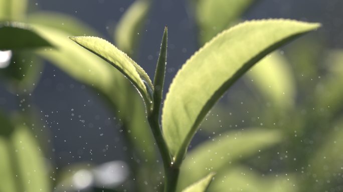 茶叶茶园普洱雨滴茶树叶滴水水滴叶子绿叶茶