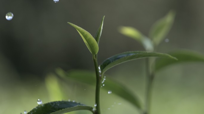 茶叶茶园普洱雨滴茶树叶滴水水滴叶子绿叶茶