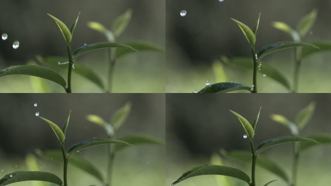 茶叶茶园普洱雨滴茶树叶滴水水滴叶子绿叶茶