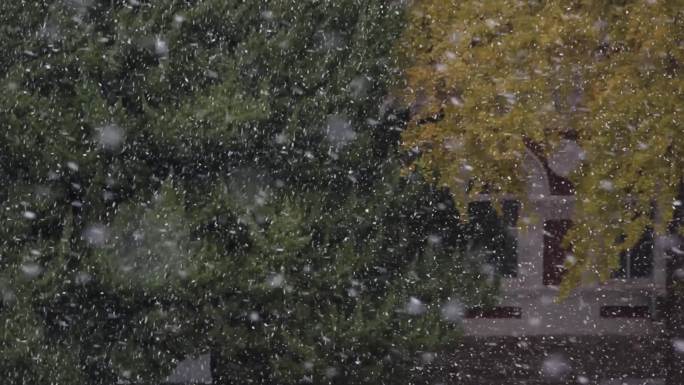 初雪纷飞的雪花下雪啦初冬的雪花雪花纷飞