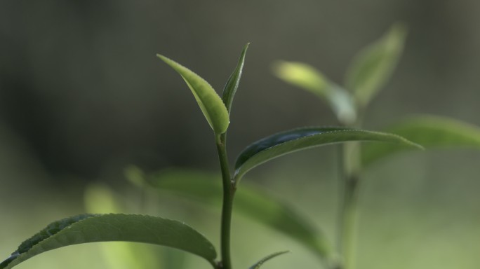 茶叶茶园普洱雨滴茶树叶滴水水滴叶子绿叶茶