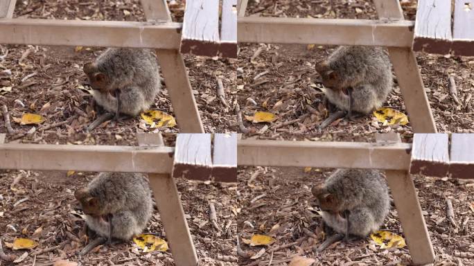 短尾矮袋鼠的特写，一种小型有袋类大足类动物，位于澳大利亚西部罗特尼斯岛的自然栖息地