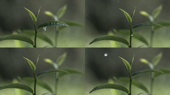 茶叶茶园普洱雨滴茶树叶滴水水滴叶子绿叶茶