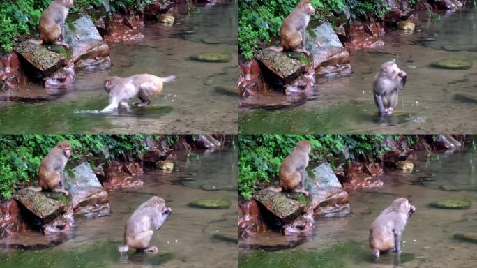 湖南张家界戏水的猴子