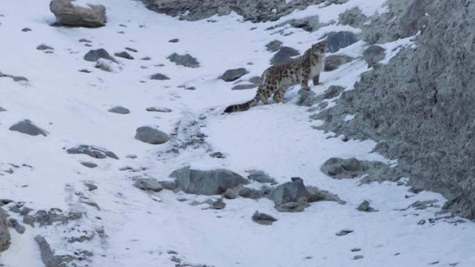 雪豹站在野外的岩石环境中，看着摄影师的4k镜头