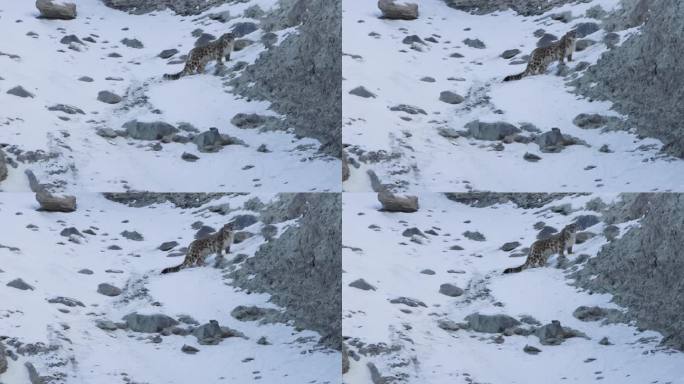 雪豹站在野外的岩石环境中，看着摄影师的4k镜头
