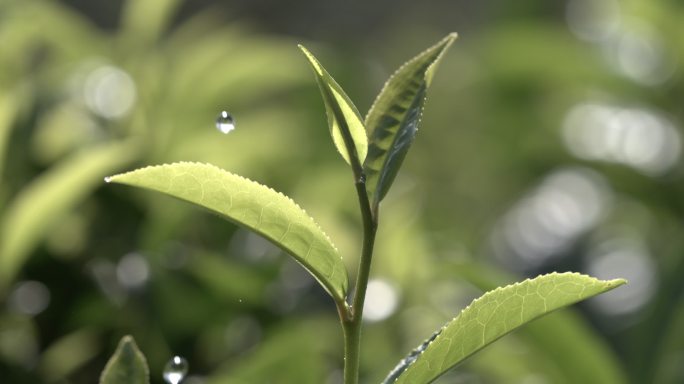 茶叶茶园普洱雨滴茶树叶滴水水滴叶子绿叶茶