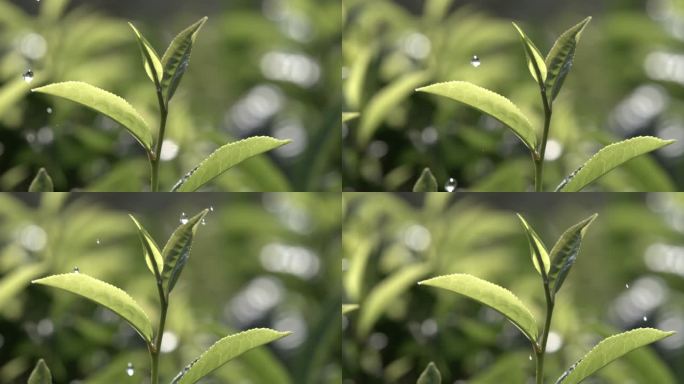 茶叶茶园普洱雨滴茶树叶滴水水滴叶子绿叶茶