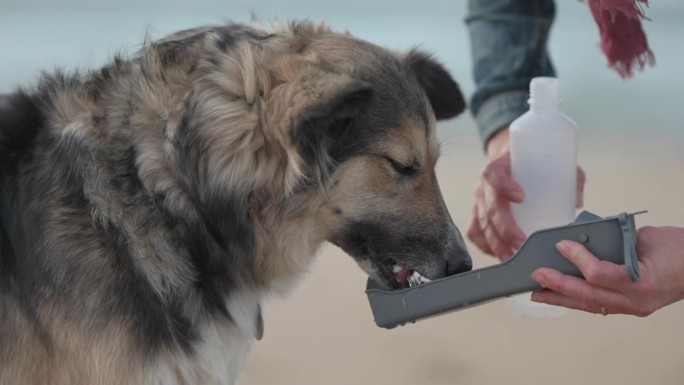 长毛混血狗在户外用便携狗水瓶喝水的特写镜头