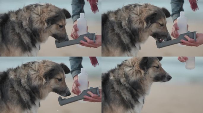 长毛混血狗在户外用便携狗水瓶喝水的特写镜头