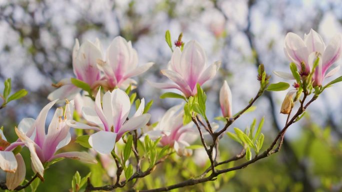盛开的玉兰花和粉红色的茶托。春天的背景