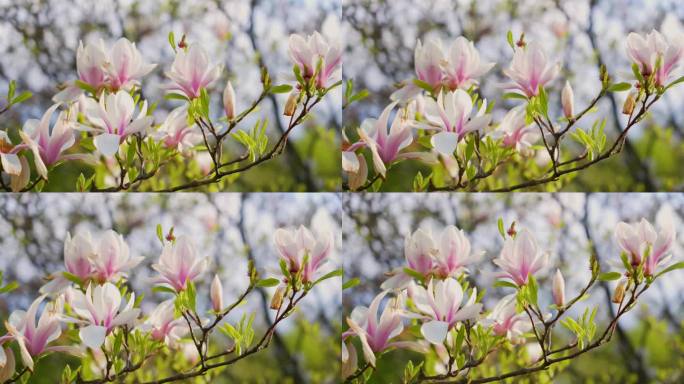 盛开的玉兰花和粉红色的茶托。春天的背景