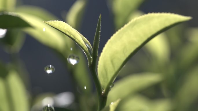 茶叶茶园普洱雨滴茶树叶滴水水滴叶子绿叶茶