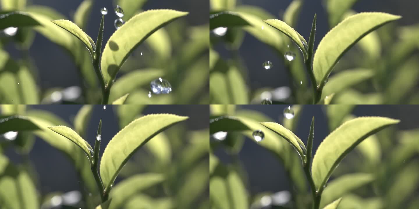 茶叶茶园普洱雨滴茶树叶滴水水滴叶子绿叶茶