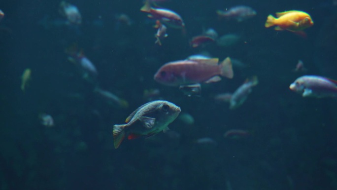 水下视频海洋鱼的世界