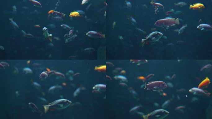水下视频海洋鱼的世界