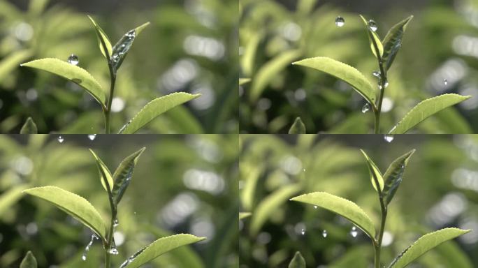 茶叶茶园普洱雨滴茶树叶滴水水滴叶子绿叶茶