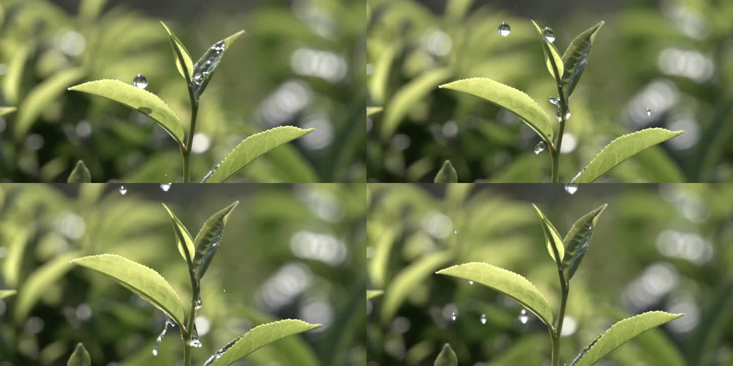 茶叶茶园普洱雨滴茶树叶滴水水滴叶子绿叶茶
