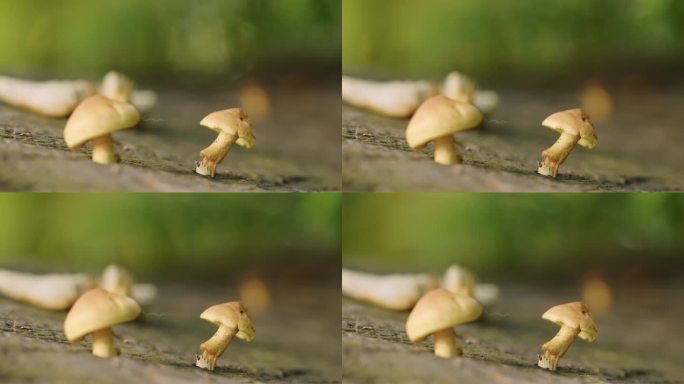 小蘑菇生长在树墩上的特写镜头。浅景深的电影镜头。背景中的布什因风而移动。