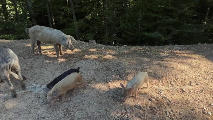 科西嘉岛的一种小野猪