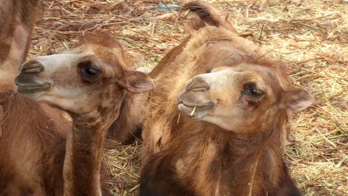 新疆吐鲁番吃草的骆驼