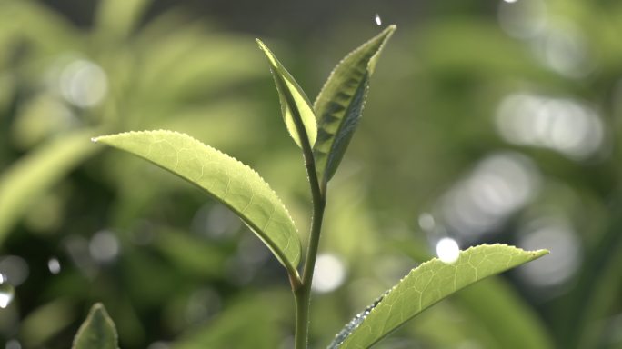 茶叶茶园普洱雨滴茶树叶滴水水滴叶子绿叶茶