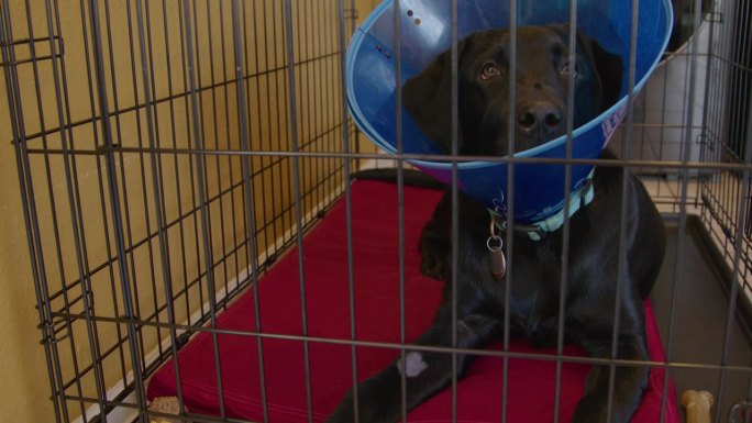 可爱的黑色拉布拉多6个月大的小狗，腿上的静脉注射剃光了，在铁丝笼子里戴着蓝色的“耻辱锥”，从绝育或绝