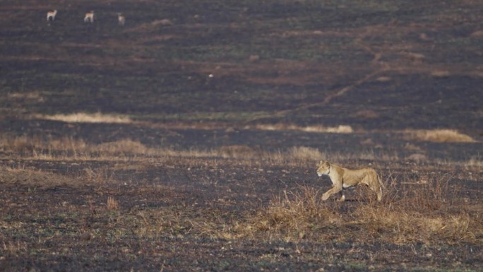 在马赛马拉国家保护区，母狮追逐野猪打猎