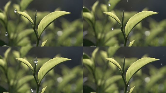 茶叶茶园普洱雨滴茶树叶滴水水滴叶子绿叶茶