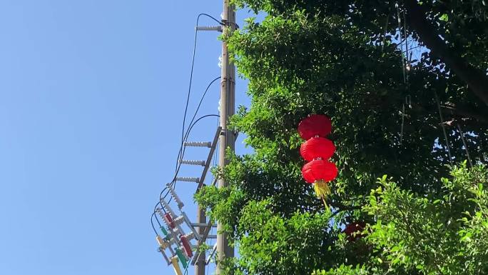 挂在树上的红灯笼